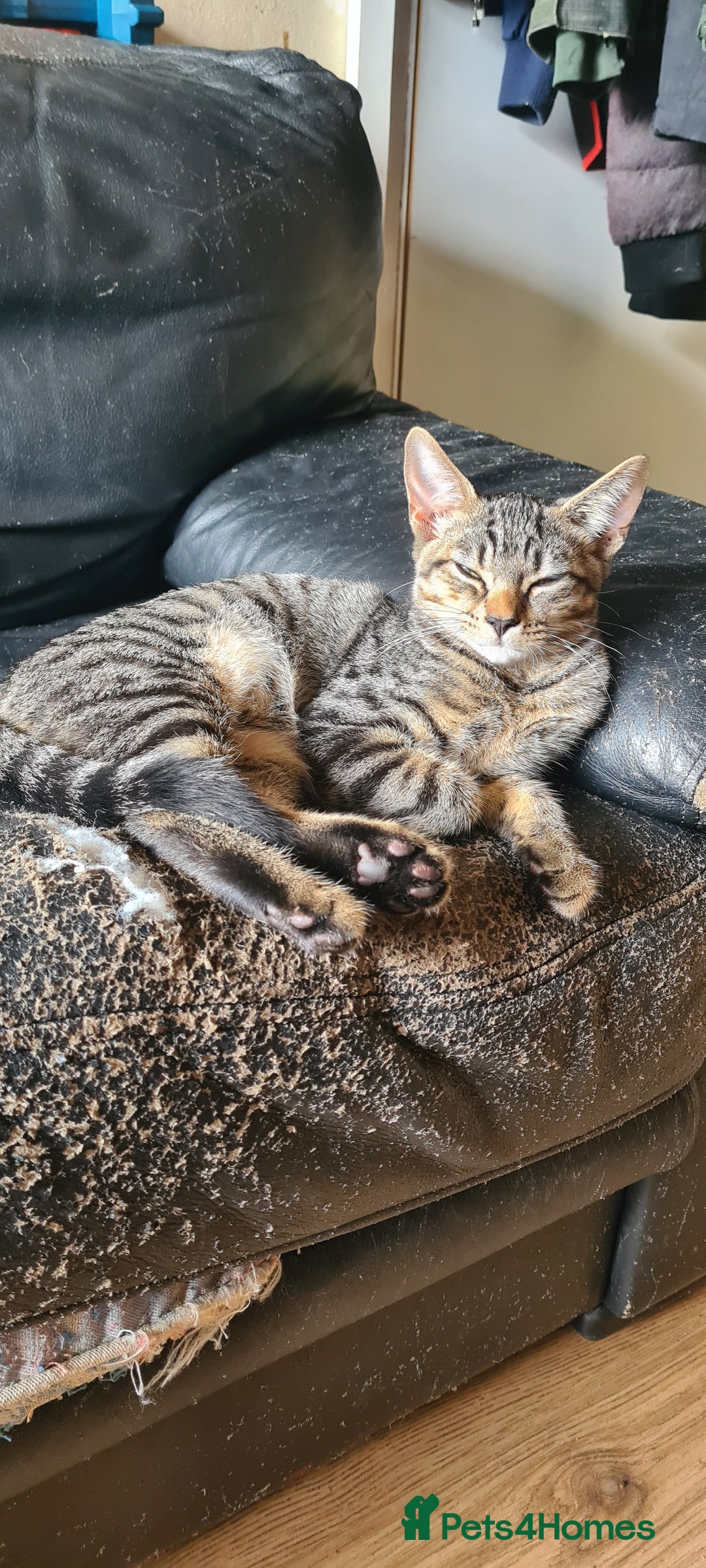 Bengal cats for sale: Mixed bengal kittens   - Image 3