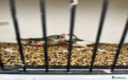 Finches birds for sale: Star zebra finch bengalese and canaries  - Image 14