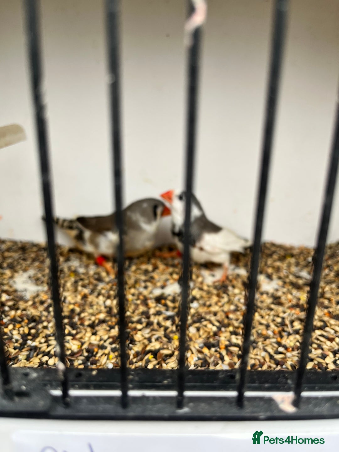 Finches birds for sale: Star zebra finch bengalese and canaries  - Image 14
