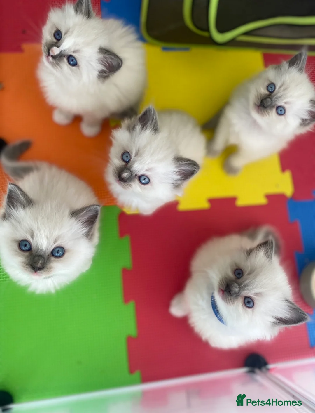 Ragdoll cats for stud: G.Champion✅GCCF/TICA Reg✅FIV/FELV/DNA✅Ragdoll stud in London - Advert 24