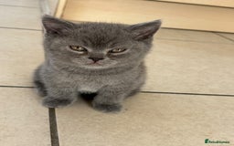 British Shorthair cats for sale: Adorable British short hair kitten- one male left - Image 9