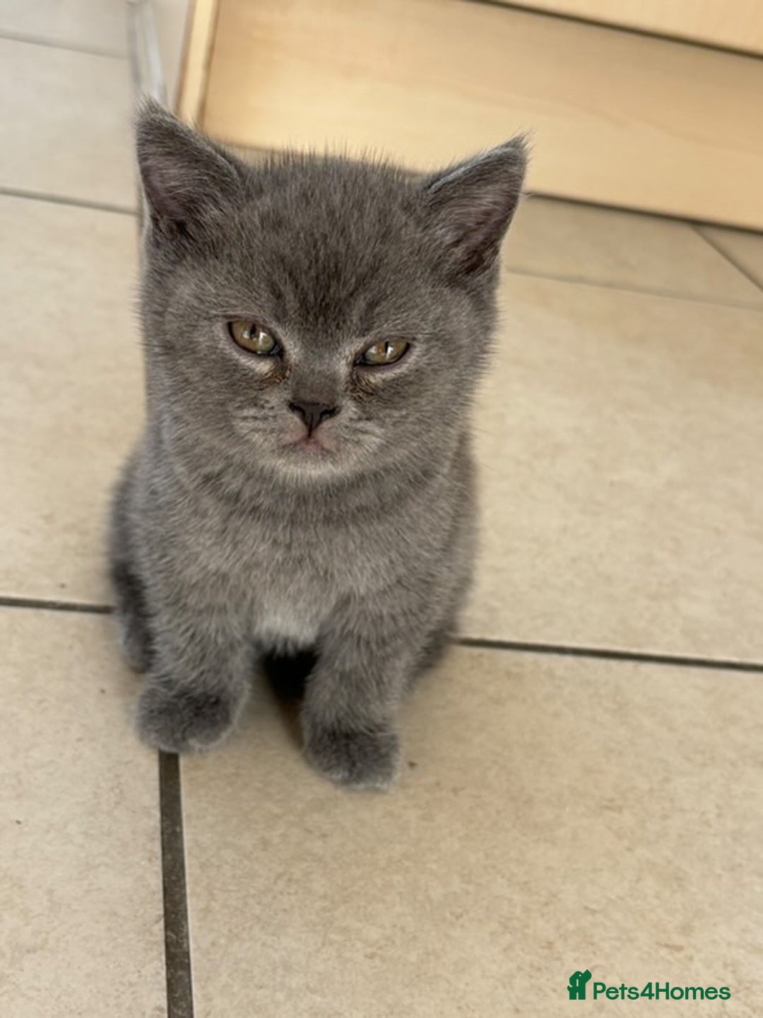 British Shorthair cats for sale: Adorable British short hair kitten- one male left - Image 9