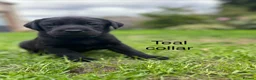 Labrador Retriever dogs for sale: Labrador puppies - Advert 3