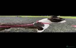 Boston Terrier dogs for sale: Kc reg true to type Boston terrier puppies - Image 13