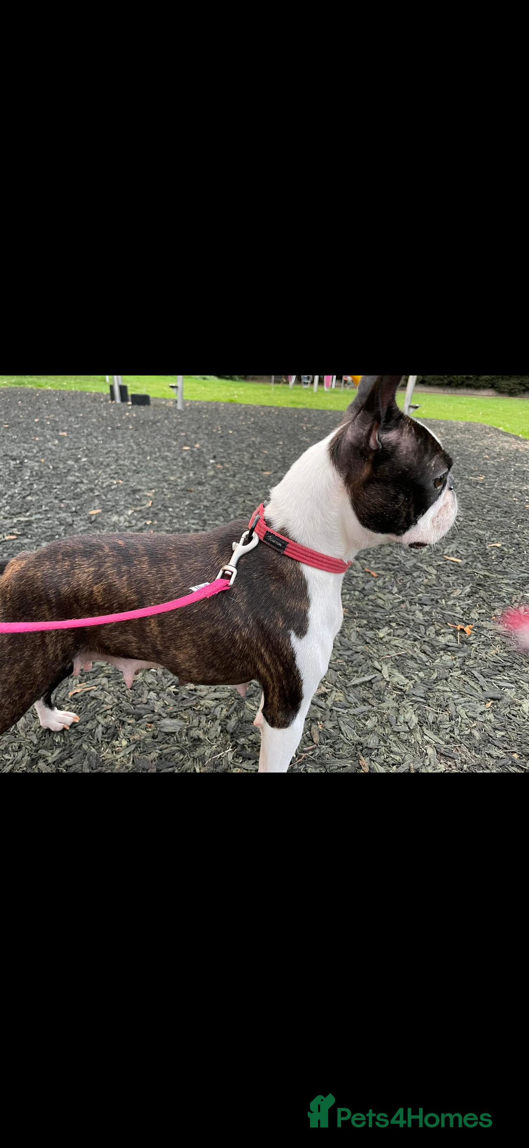 Boston Terrier dogs for sale: Kc reg true to type Boston terrier puppies - Image 13
