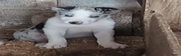 Border Collie dogs for sale: Beautiful Border Collies - Advert 6