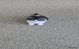 Scottish Fold cats for sale: For sale Scottish fold kitties  - Image 20