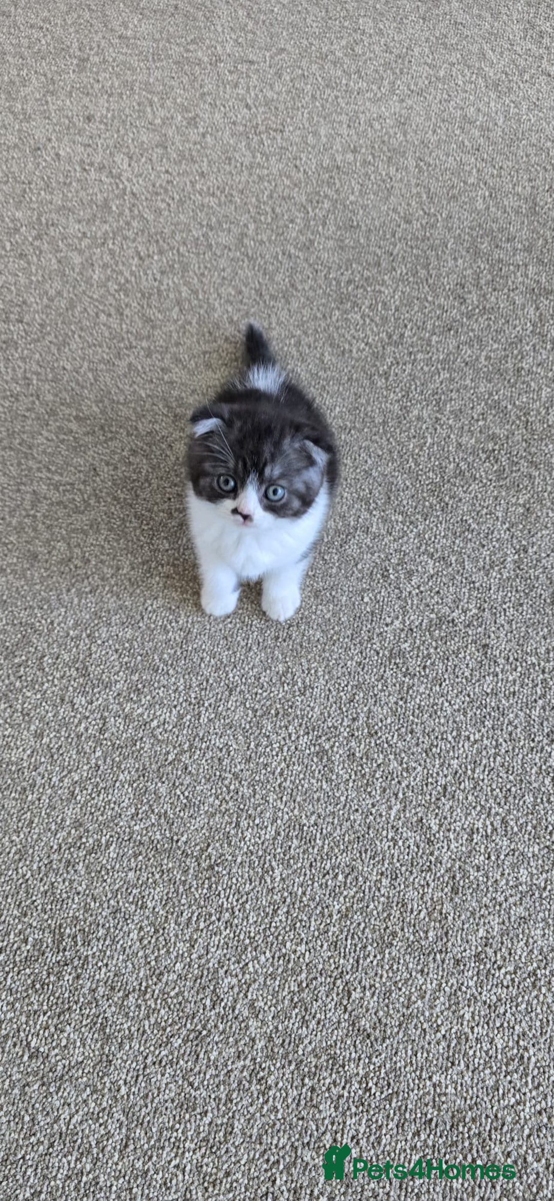 Scottish Fold cats for sale: For sale Scottish fold kitties  - Image 20