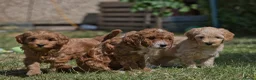 Australian Labradoodle dogs for sale: F1 Cockapoo x Australian Labradoodle Pups 🐾 - Advert 14