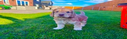 Schnoodle dogs for sale: Beautiful Schnoodle Puppies 🐾🐾🐾 - Advert 2