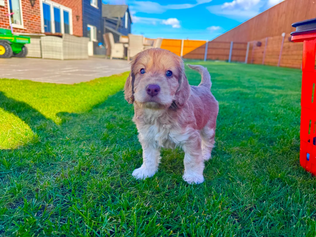 Schnoodle dogs for sale: Beautiful Schnoodle Puppies 🐾🐾🐾 - Advert 2