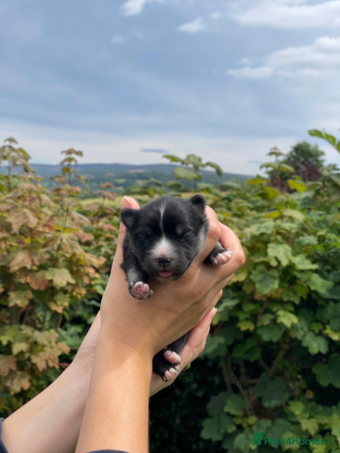 Pomsky dogs for sale: Merle Genuine Toy Size  Pomsky Puppies - Image 18