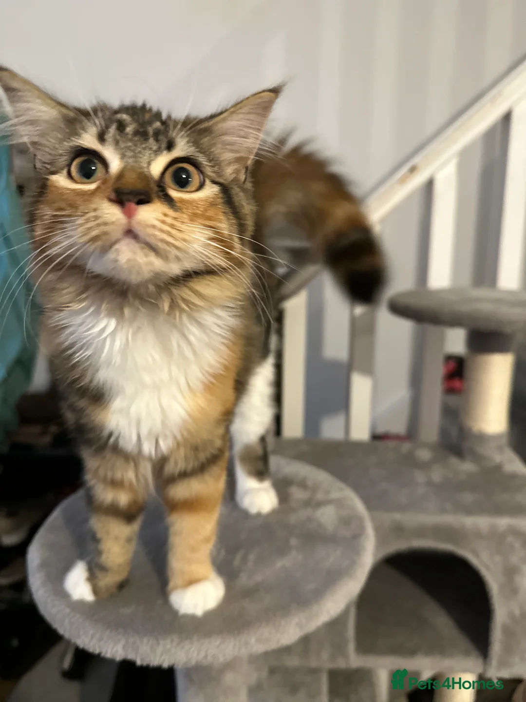 British Longhair cats for sale: Female 9 month old kitten - Advert 7