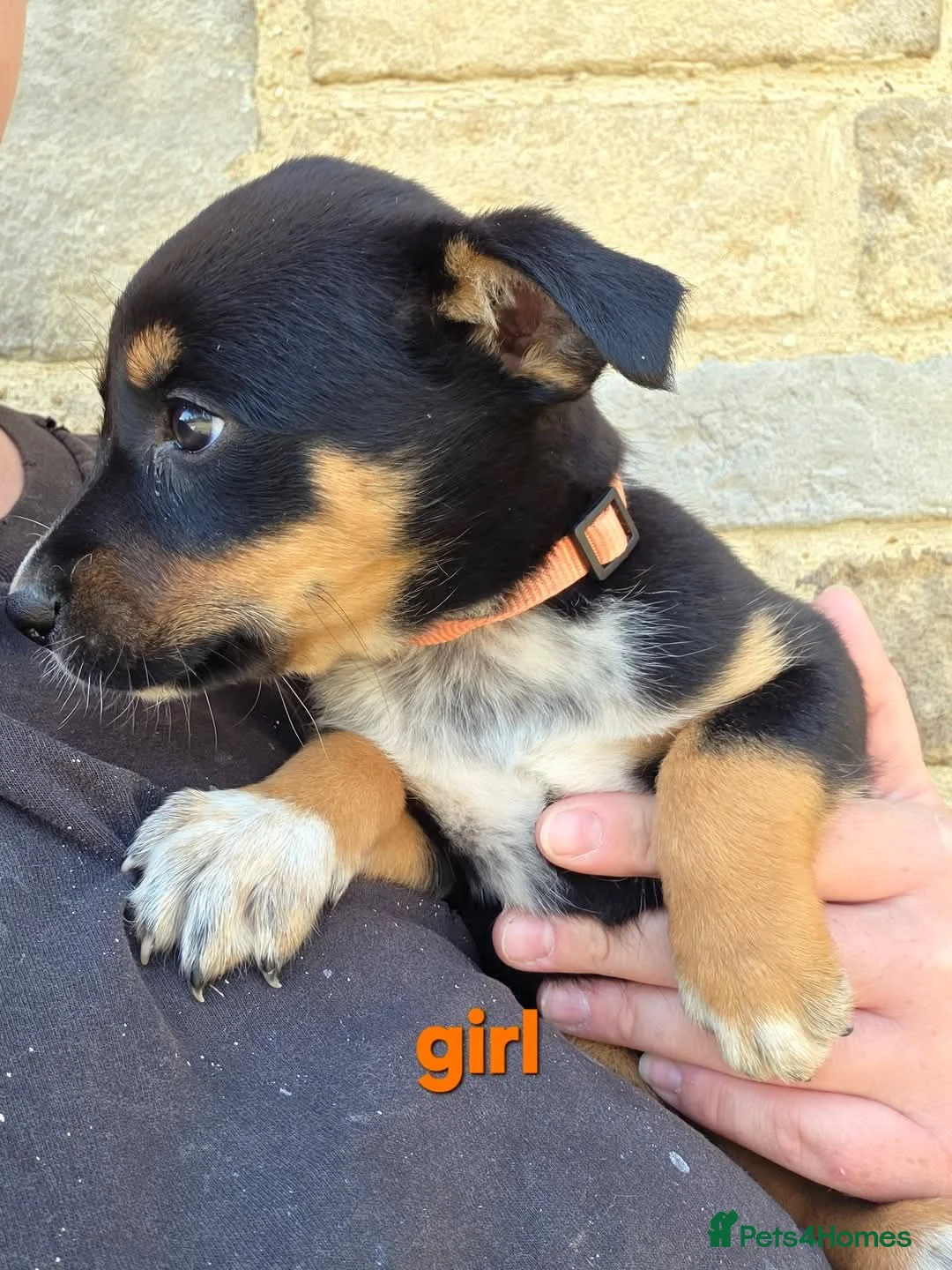Mixed Breed dogs for sale: Australian Kelpie x Australian cattle dog puppies - Advert 2