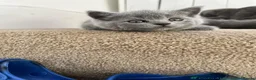 British Shorthair cats for sale: Beautiful British Shorthair Kittens  in Coventry - Advert 6