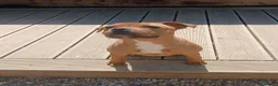 Staffordshire Bull Terrier dogs for sale: KC Red Staffordshire Bull Terrier  - Advert 1
