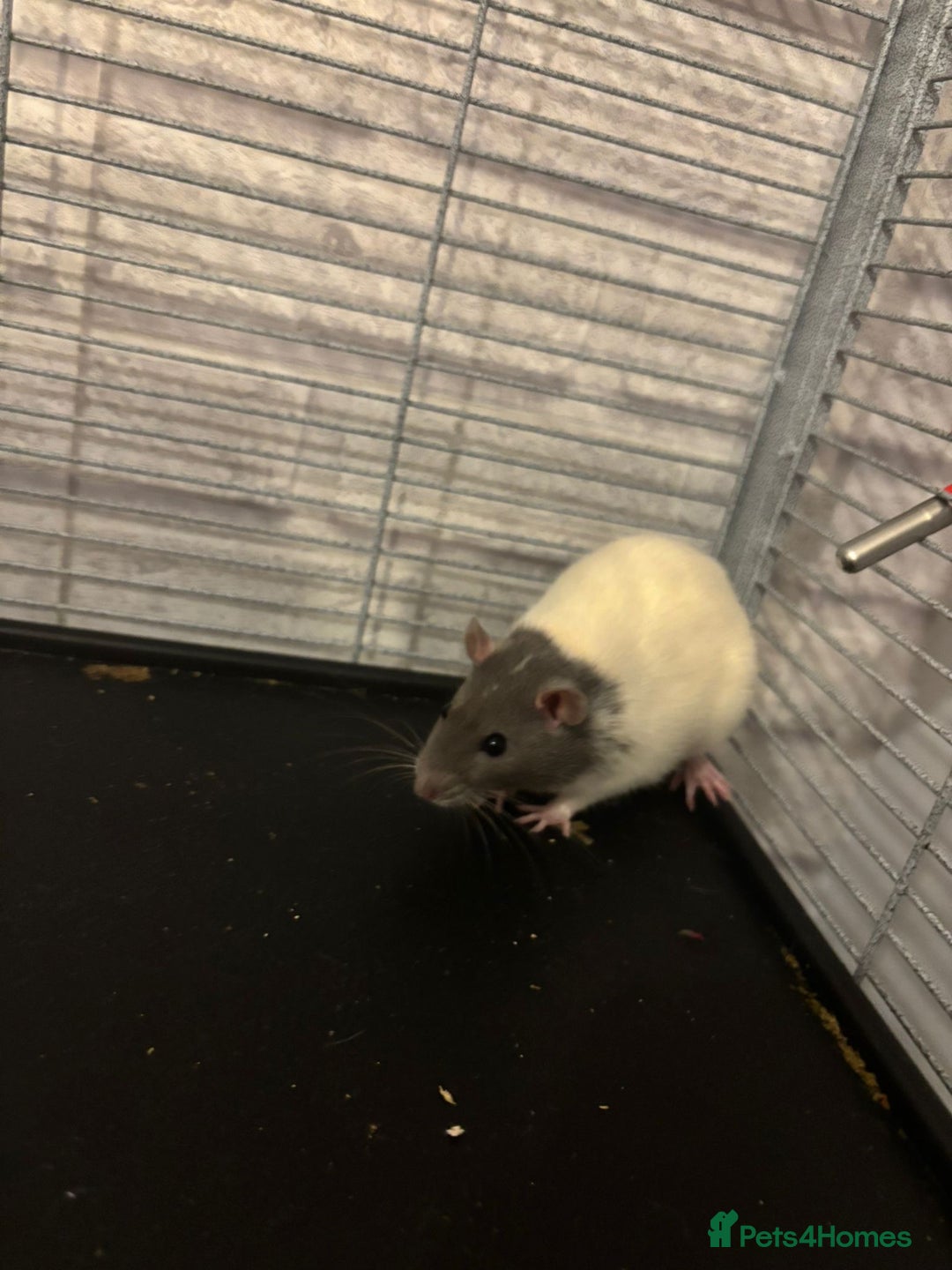 Rat rodents for sale: 4 female pet fancy rats to new home - Advert 4