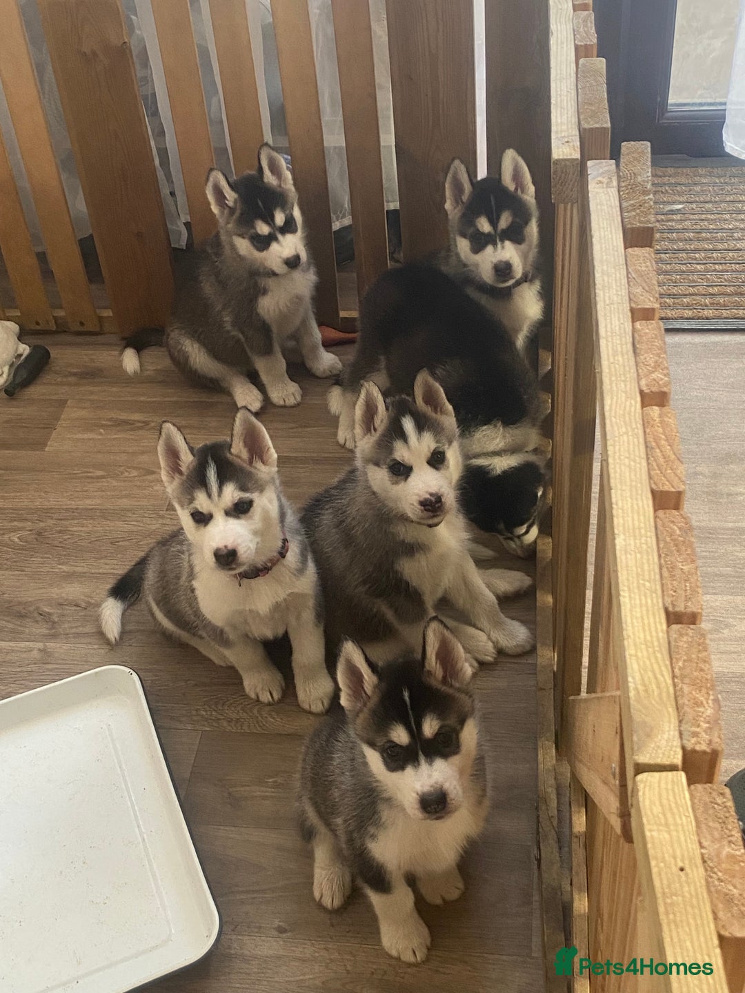 Siberian Husky dogs for sale: Siberian huskie  - Advert 2