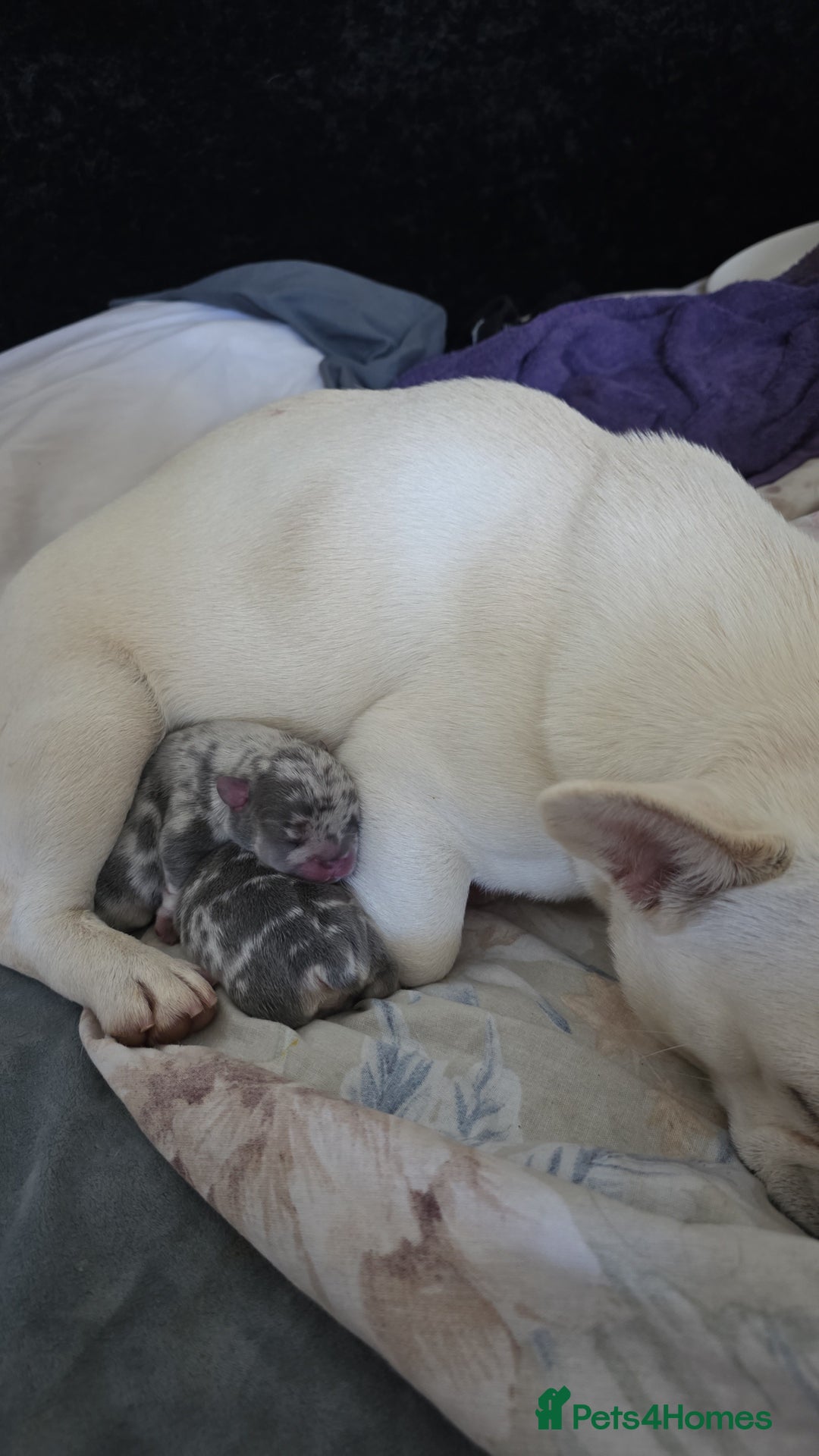 French Bulldog dogs for sale: Lilac merle french bulldogs  - Advert 6