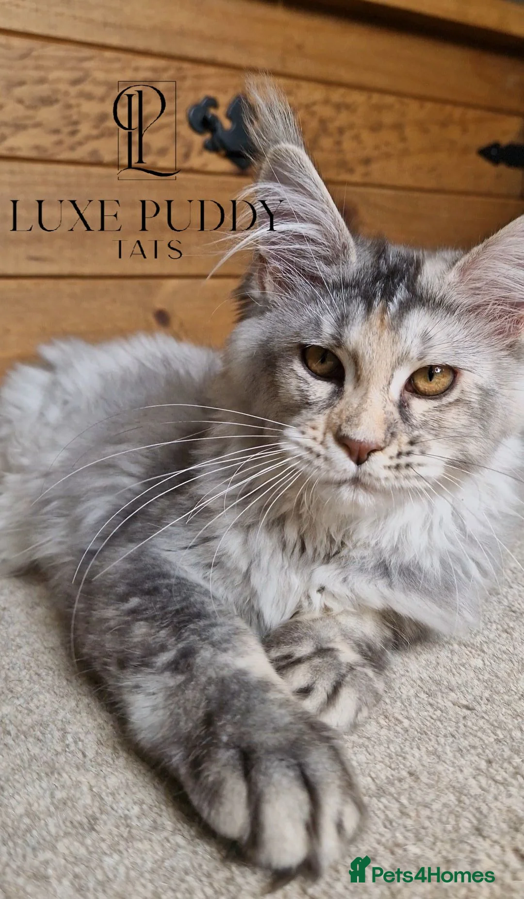 Maine Coon cats for sale: ⚜️ Black silver ticked torbie queen ⚜️ - Advert 1