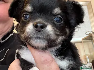 Chihuahua dogs Only boys left (REDUCED) (black boy long haired) - Advert 3