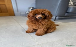 Toy Poodle dogs for sale: Stunning KC Reg Dark Red Toy Poodle born 2/5/2025 - Image 2