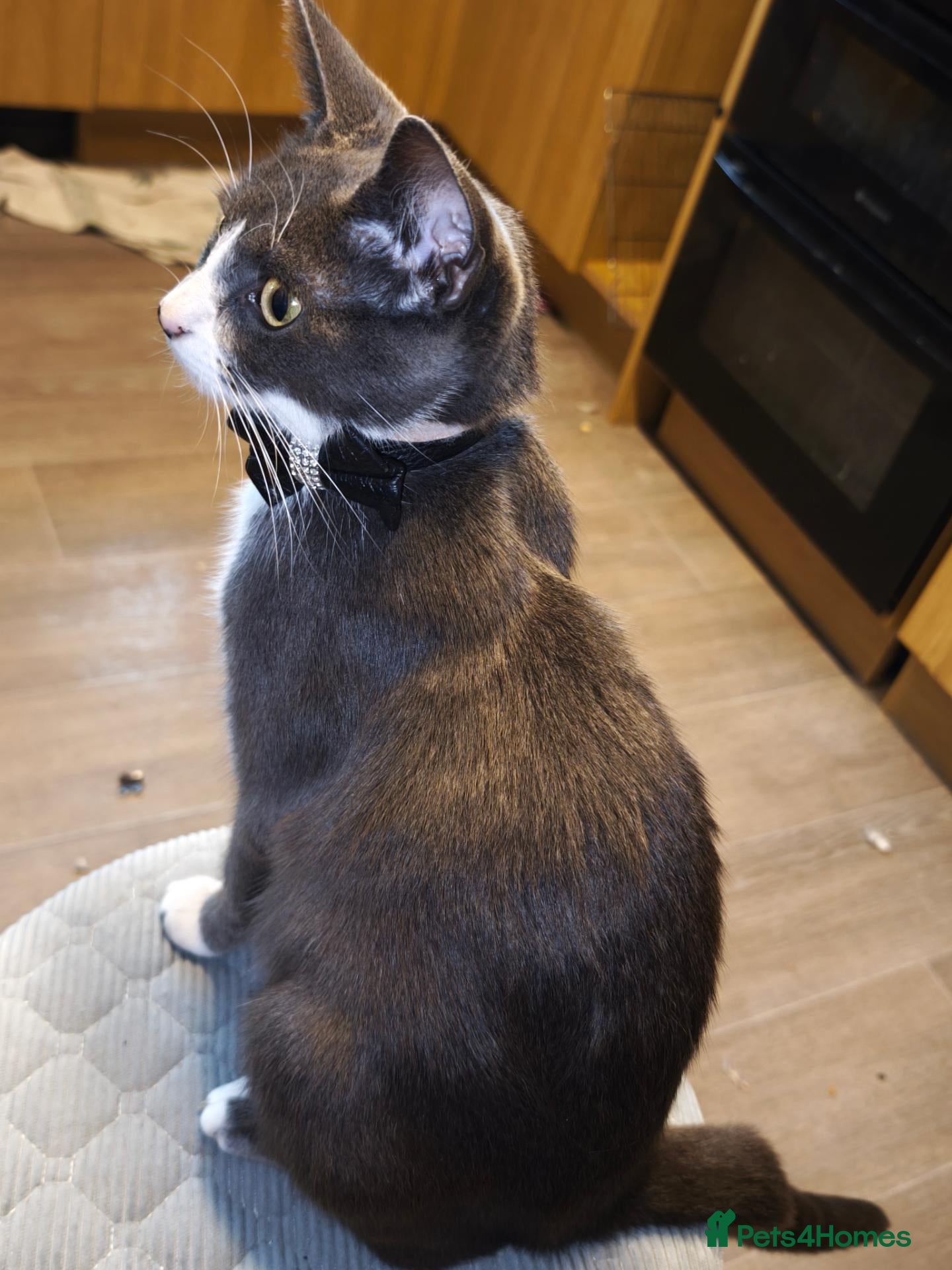 British Shorthair cats for sale: Kittens 🐈🐈🐈 - Advert 5