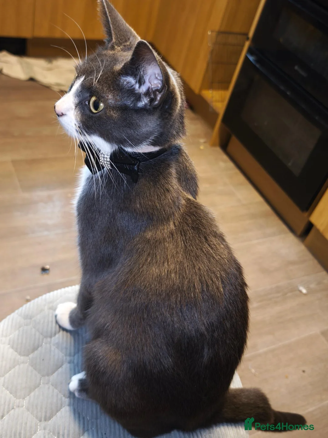British Shorthair cats for sale: Kittens 🐈🐈🐈 in Bristol - Advert 1