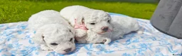 Bichon Frise dogs for sale: Sweet Bichon Frise puppies- Champion Bloodline - Advert 2