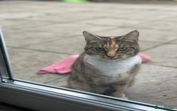 European cats for sale: Male cat - Image 3