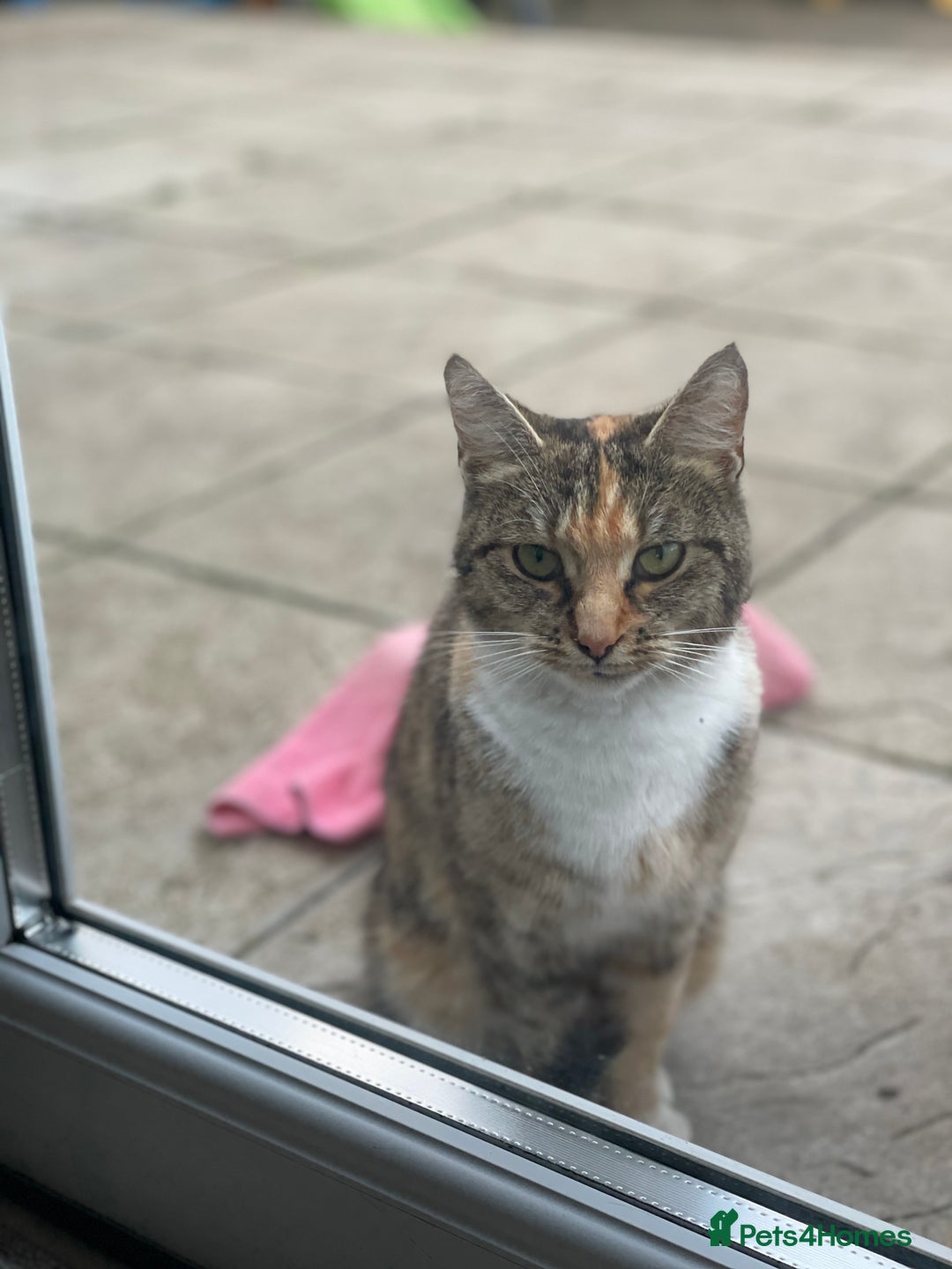 European cats for sale: Male cat - Image 3