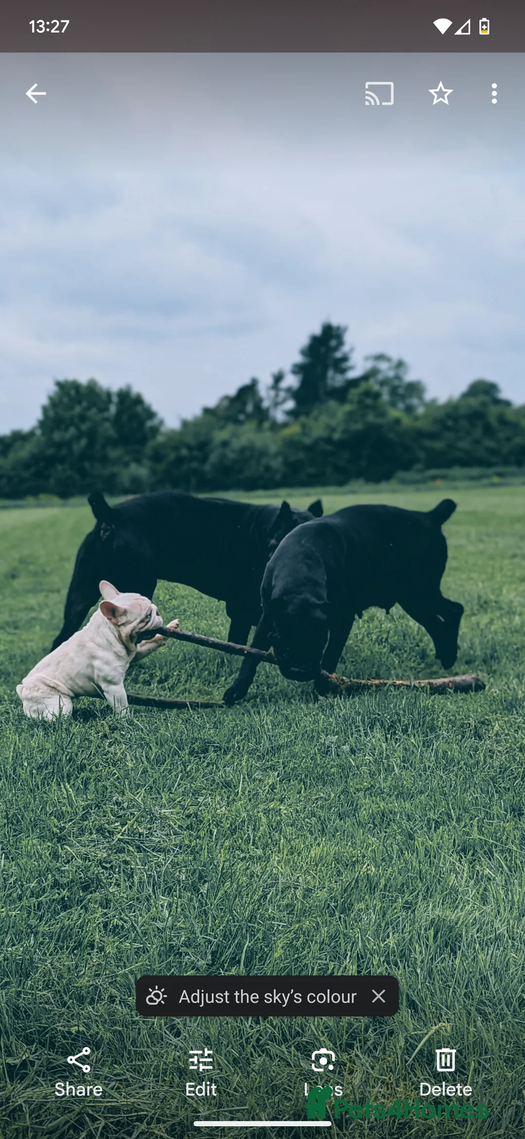 French Bulldog dogs for stud: Lilac platinum french bulldog stud in Portsmouth - Advert 9