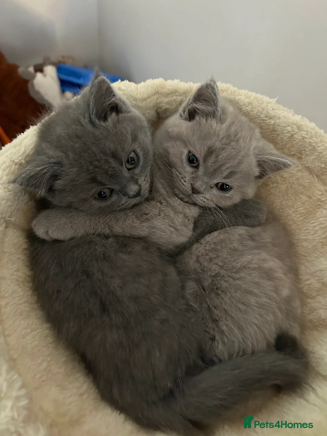 British Shorthair cats for sale: 1 beautiful chunky lilac boy left   - Advert 10