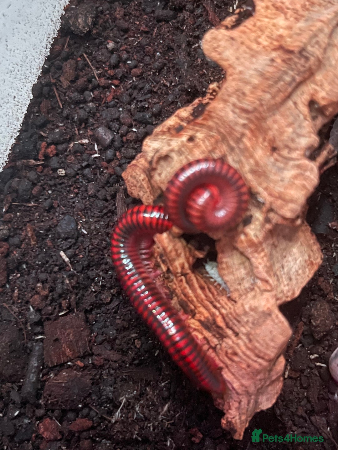 Millipedes invertebrates for sale: Millipedes , iso pods ,snails  - Image 8