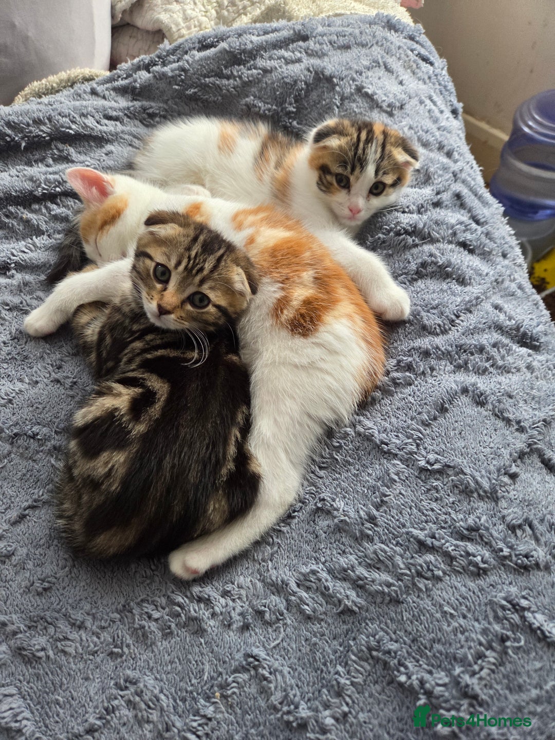 Scottish Fold cats for sale: Beautiful Scottish Folds - Image 14