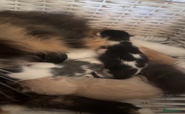 Mixed Breed cats - Advert 1