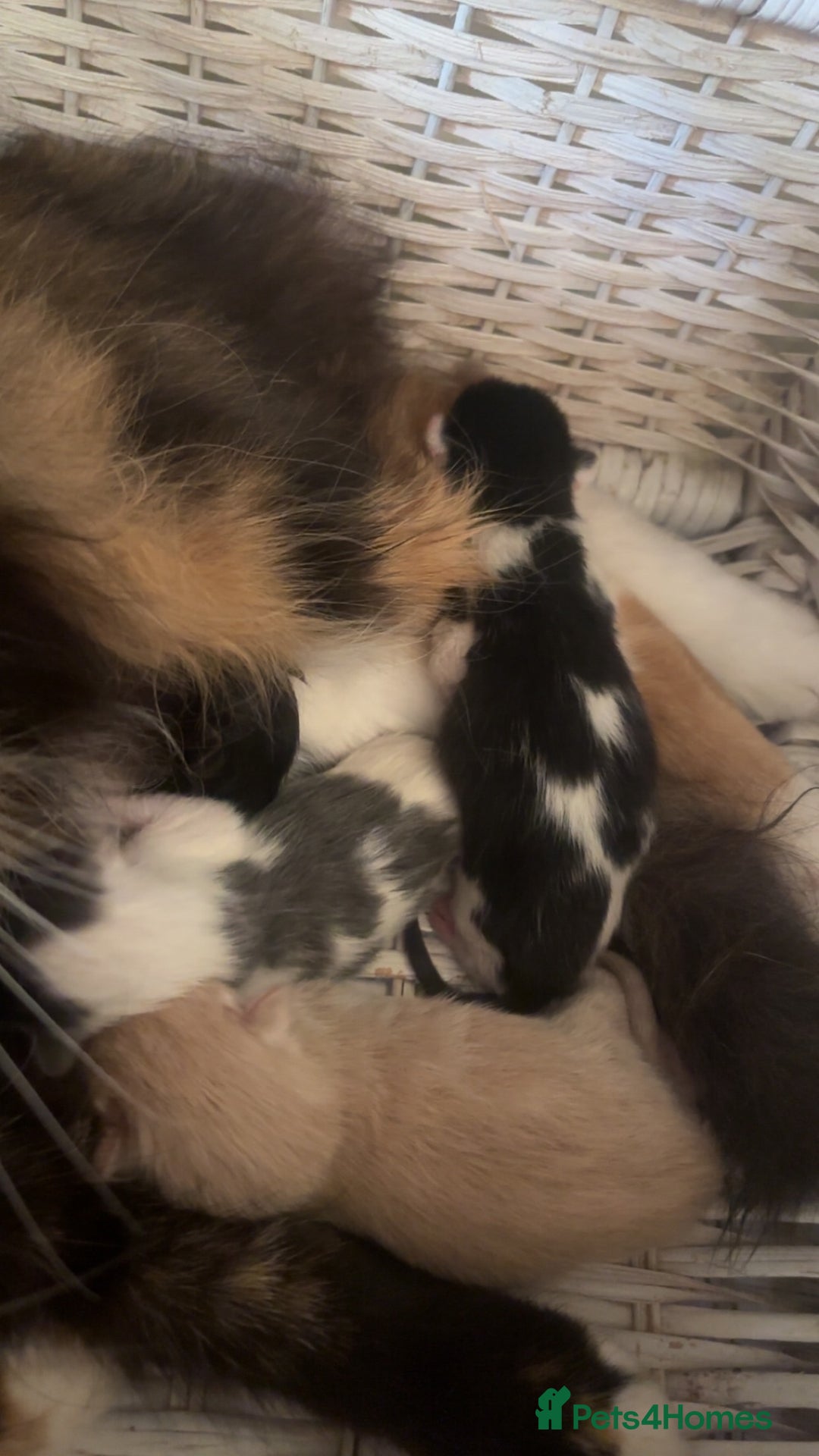 Mixed Breed cats for sale: Kittens - Image 1