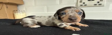 Miniature Dachshund 1