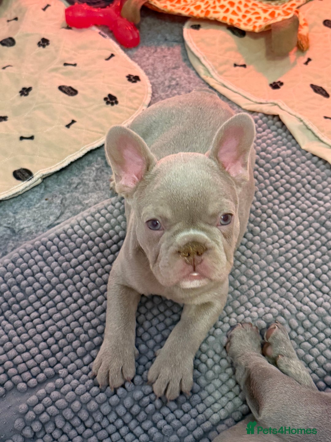 French Bulldog dogs for sale: French Bulldog Puppies  - Advert 17