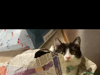 Mixed Breed cats Black and white cat - Advert 3