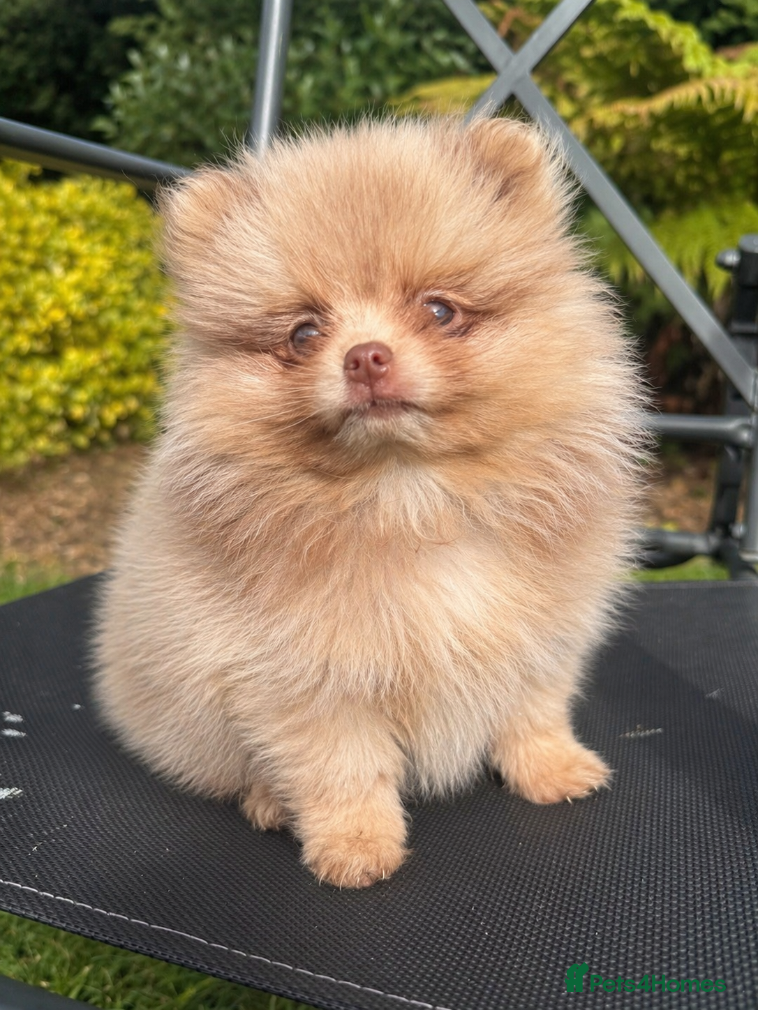 Pomeranian dogs 🧸 Incredible Teddy Bear Thai Line Pom puppies 🧸 - Advert 1