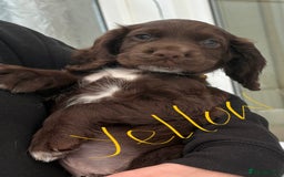 Sprocker dogs for sale: Working Sprockers (3/4 Cocker) - Image 2