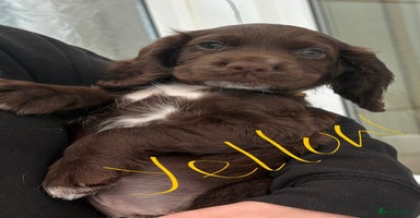Sprocker dogs - Advert 12