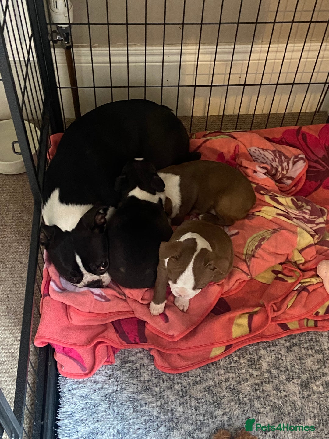 Boston Terrier dogs for sale: 🐾 Last Boston Terrier pup available 🐾 - Advert 16