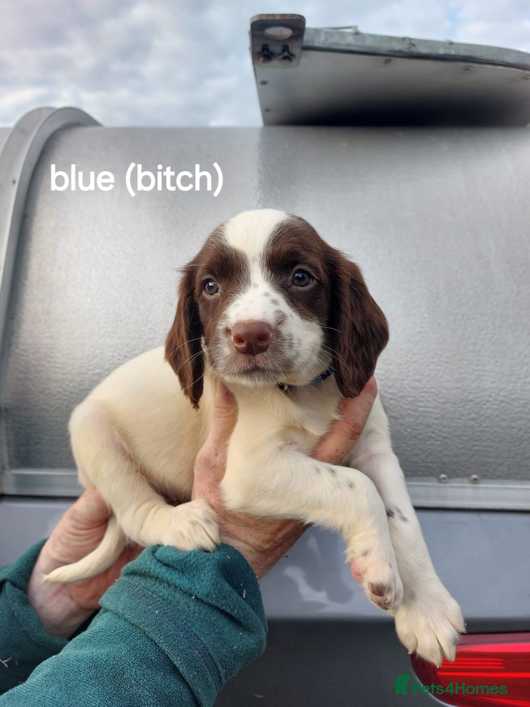 English Springer Spaniel dogs for sale: Springer spaniel pups  - Image 6