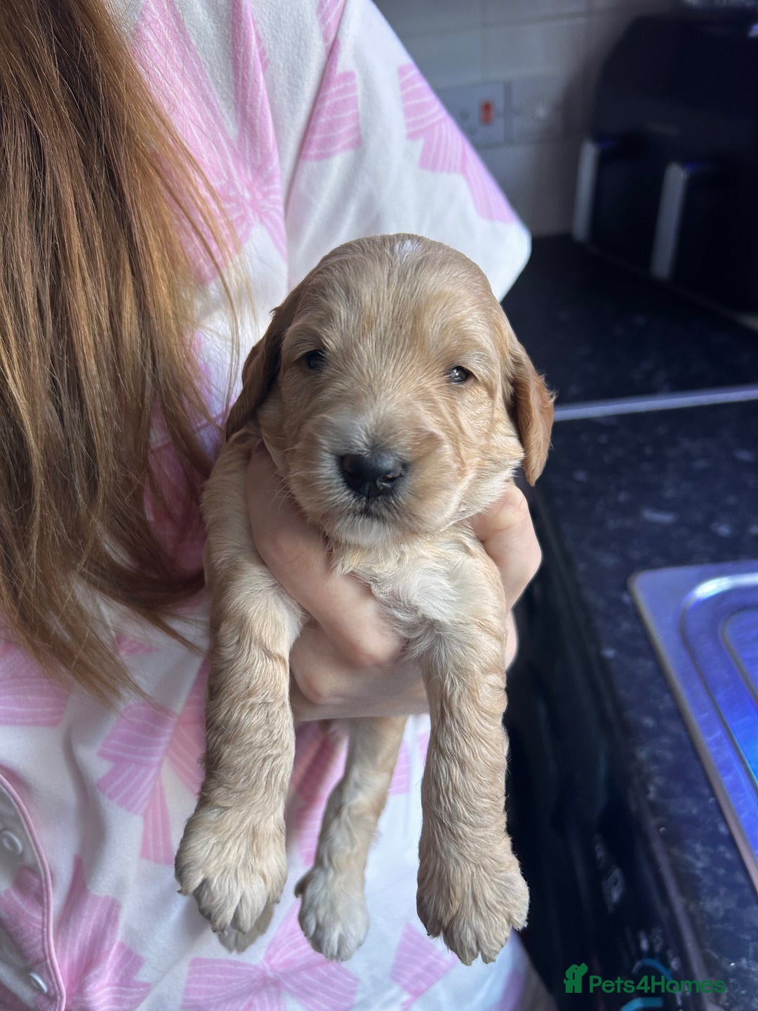 Cockapoo dogs for sale: Cockapoos x 5 2 girls 3 boys f1 - Image 19