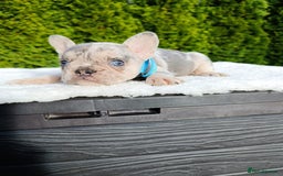 French Bulldog dogs for sale: ❤️ 🐶 beautiful French bulldog puppies ❤️🐶 - Image 15