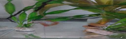 Bettas fish for sale: Platinum golden male betta - Advert 3