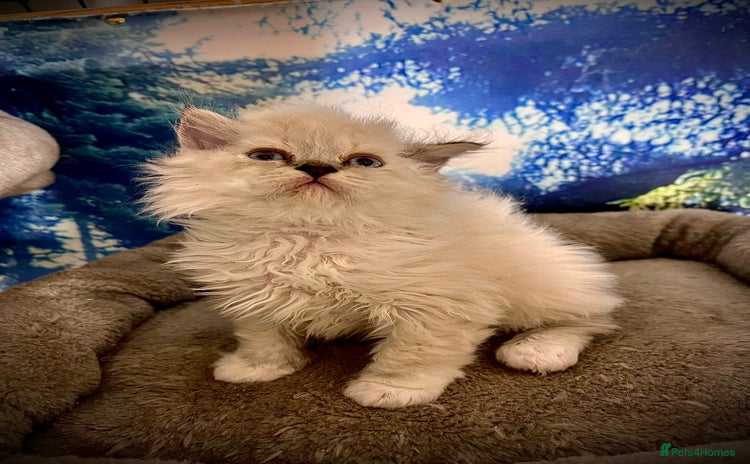 Selkirk Rex cats - Advert 1