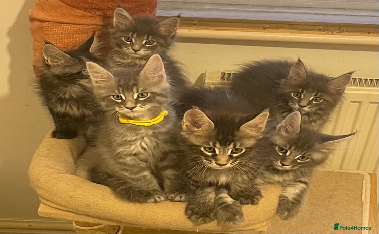 Maine Coon cats - Advert 4
